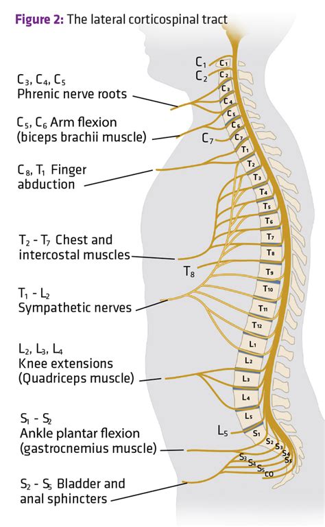 Spinal Nerve Dermatomes