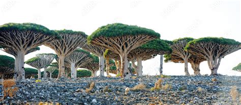 Dragon trees (Dracaena cinnabari) in Socotra island, Yemen Stock Photo ...