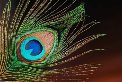 Premium Photo | Peacock feather close-up