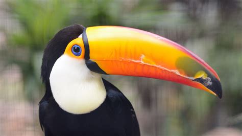 Toucan toco : taille, description, biotope, habitat, reproduction