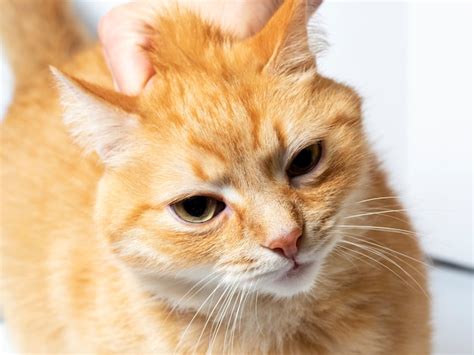 Premium Photo | A red cat who was grabbed by the scruff of the neck ...