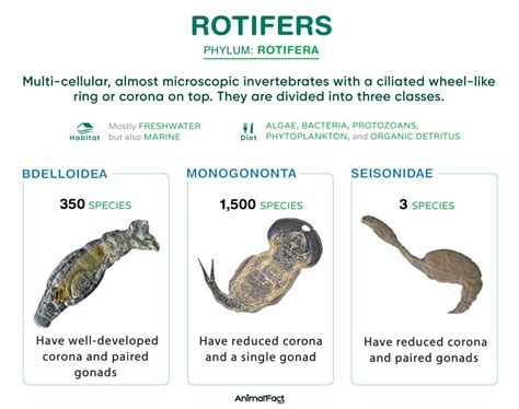 Rotifer - Examples, Classification, Characteristics, & Pictures