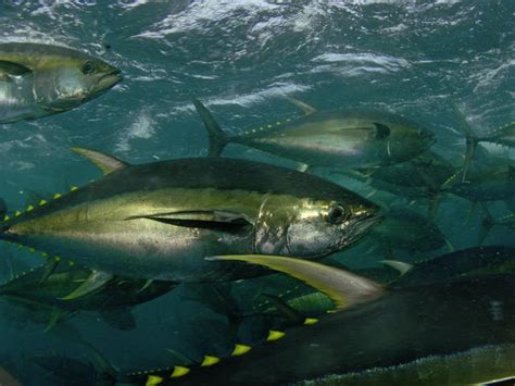 Tuna: Yellowfin: Yellowfin Tuna Facts