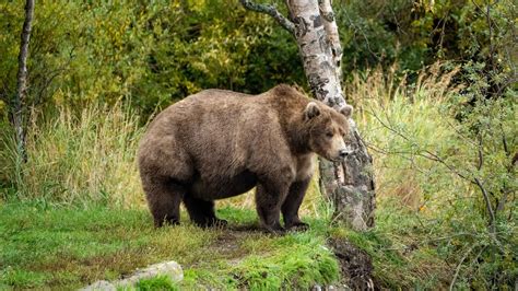 Fat Bear Week Is in Full Swing - The New York Times