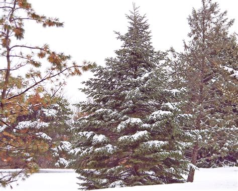 Evergreens In Snow Free Stock Photo - Public Domain Pictures