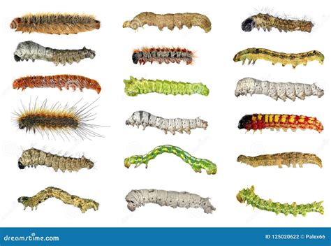 Caterpillars of Butterflies Stock Photo - Image of control, larva: 125020622