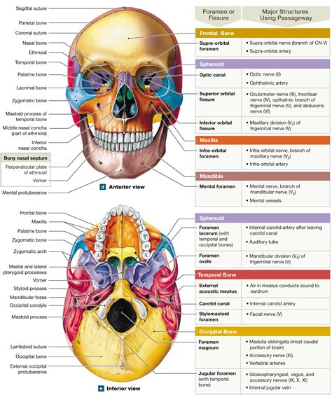 How Many Bones Human Skull