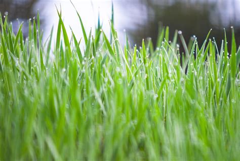 How to Grow and Care for Winter Rye Grass