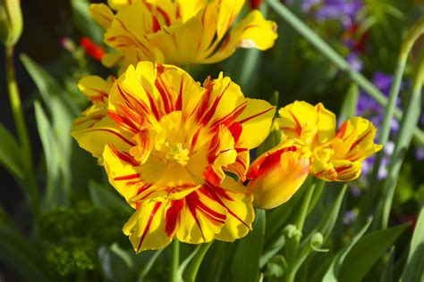 Yellow Flowers With Red Stripe Free Stock Photo - Public Domain Pictures