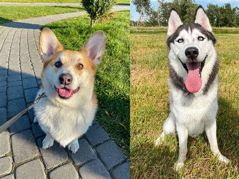 The Corgi Husky Mix: 7 Facts You Won’t Believe You Didn’t Know About This Cool Breed - Corgi Planet