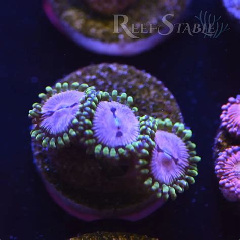 WWC Purple Monster Zoa (2+ Polyps) | Reef Stable