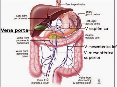 Opiniones de Vena porta hepática