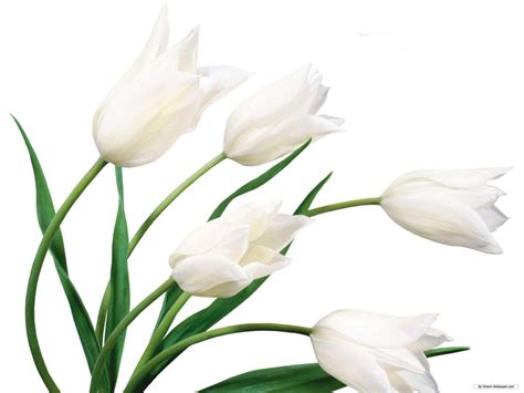 White Lily Wallpapers - Top Free White Lily Backgrounds - WallpaperAccess