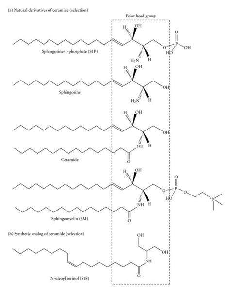 Structure of ceramide and its derivatives. (a) Natural derivatives of ...