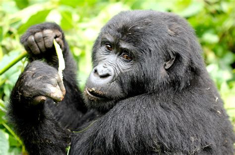 An Impenetrable Dream. Gorilla Trekking in Uganda. The Incidental Tourist