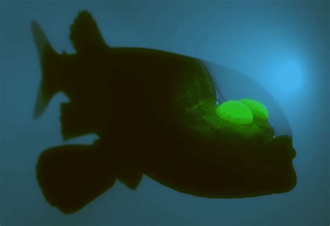 Pacific Barreleye Fish Facts: These Aliens Creatures Have a Glass Head ...