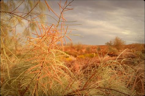 Wonder Valley, CA: Tamarisk tree flower buds in monsoonal storm light