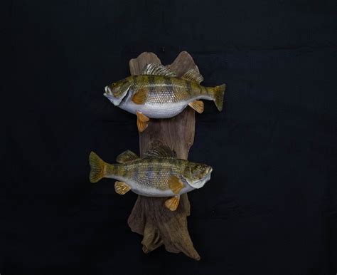 Fish Mounts – Advanced Taxidermy