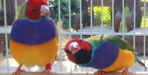 About Fly Babies Aviary Canaries, Gouldian Finches, Parrotlets - Fly Babies Aviary