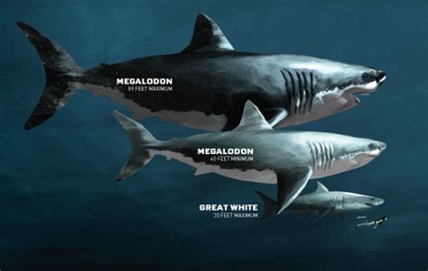 RETRO KIMMER'S BLOG: THE MEGALODON: WORLD'S BIGGEST PREDATOR