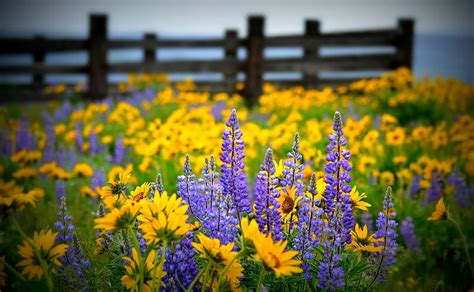 Wildflowers near the Fence, pretty, Wildflower, Nature, Flower, HD ...