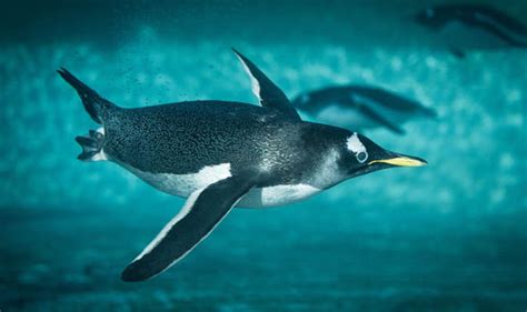 Ten things you never knew about...penguins | Top 10 Facts | Life ...