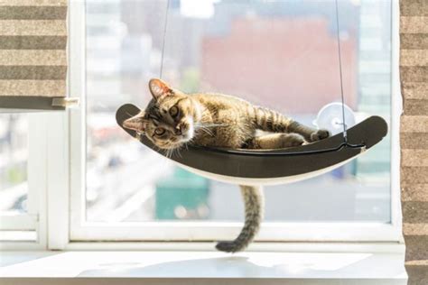 The 5 Best Cat Hammocks