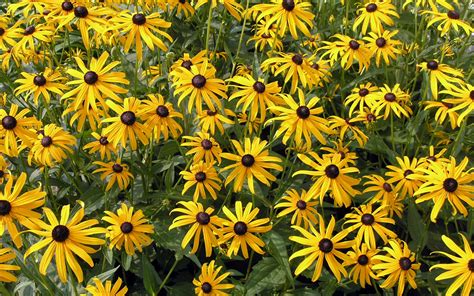 Rudbeckia Flowers wallpaper | 1920x1200 | #83361