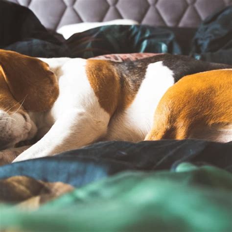 Beagle Complete Sleeping Guide (Timeline, Problems, Solutions) | Paws ...