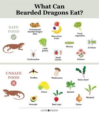 Bearded Dragon Diet Guide: Trustworthy Food List | LoveToKnow Pets