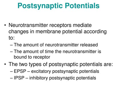 PPT - Synaptic Cleft: Information Transfer PowerPoint Presentation - ID ...