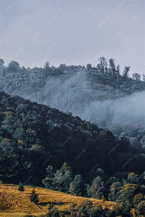 Free Photo | Vertical shot of a mountain forest in fog