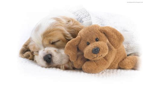 Sweet Sleeping Puppy Pictures, Photos, and Images for Facebook, Tumblr, Pinterest, and Twitter