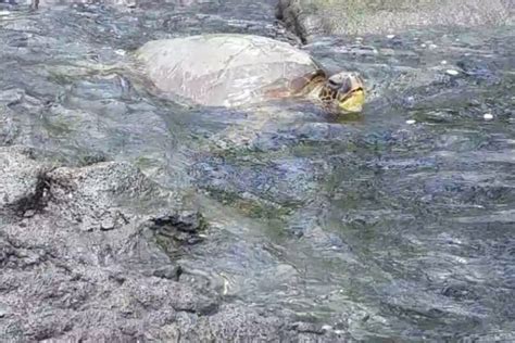 Punaluu black sand beach is THE turtle beach of the Big Island! 🐢🌴 Hawaii travel blog ...