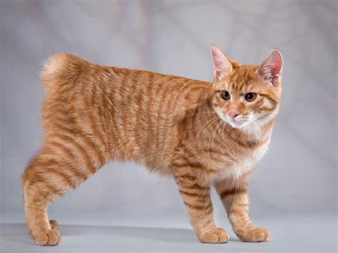 Manx cat – cat without a tail | DinoAnimals.com