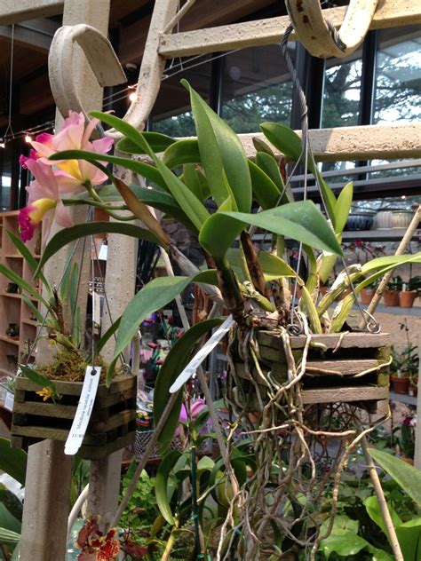 Orchids hanging in cedar baskets at Shop in the Garden | Orquídeas