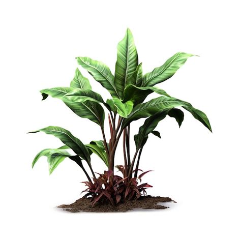 Premium Photo | Tropical plant isolated on white background