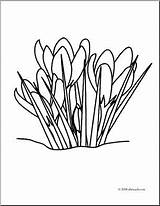 Clip Art Flower Crocuses coloring Page – Abcteach sketch template