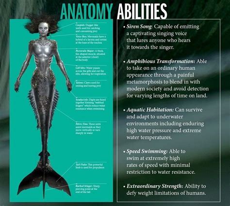 The anatomy of a Siren mermaid#anatomy #mermaid #siren | Mermaid ...