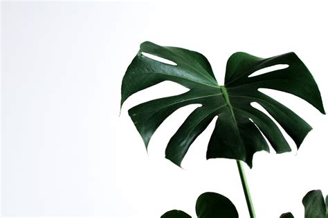 monstera monday, close-up, summer, green Color, tree, freshness ...