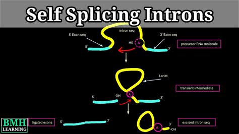 Self Splicing Introns | Group I & group II introns | RNA Self Splicing ...