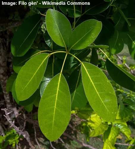 Tabebuia Tree: Types, Leaves, Flowers (Pictures) – Identification Guide