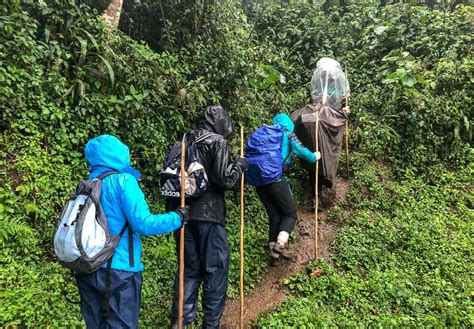 Rwanda Gorilla Trekking Safaris in the Rainy / Wet Season –Rwanda ...