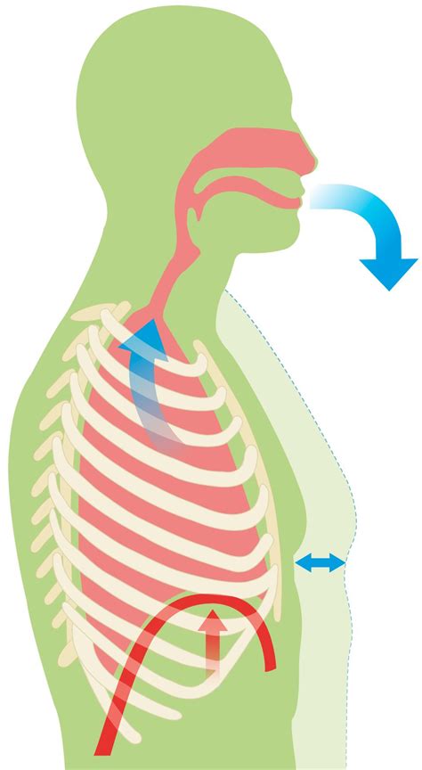 How Do We Breath | Human Breathing System | DK Find Out