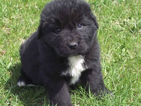 Newfoundland puppy photo and wallpaper. Beautiful Newfoundland puppy pictures