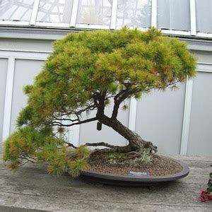 40 Eastern White Pine Seeds w/ 10-year Bonsai Growing Guide / Pinus Strobus Bonsai Seed Kit - Etsy