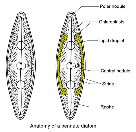 Diatoms Cell Diagram