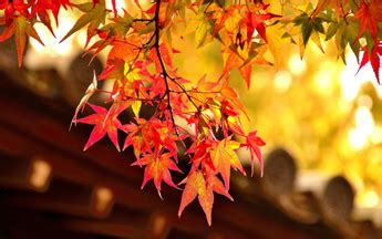 Japanese autumn foliage | Fujita Kanko Inc.