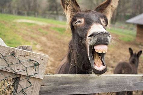 These animals were caught making funny faces! | Explore | Awesome ...