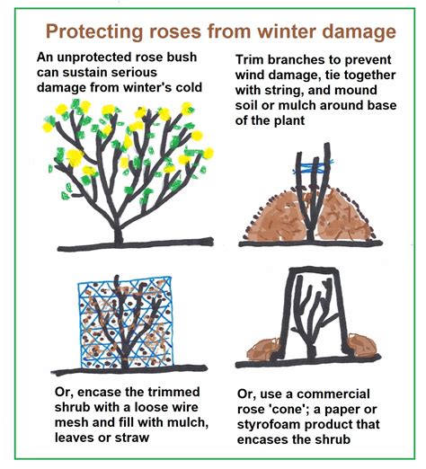 The Dracut Garden Club: Winter Protection for Roses